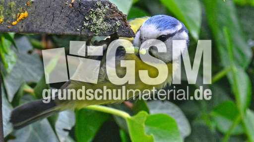 Blaumeise_mit_Futter (04).jpg